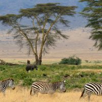 Tanzania – Serengeti National Park