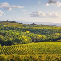 Toskania – winnice