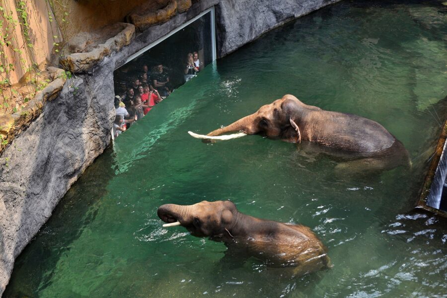 W łódzkim zoo można z bliska podziwiać kąpiel słoni, co na pewno zrobi ogromne wrażenie na najmłodszych.