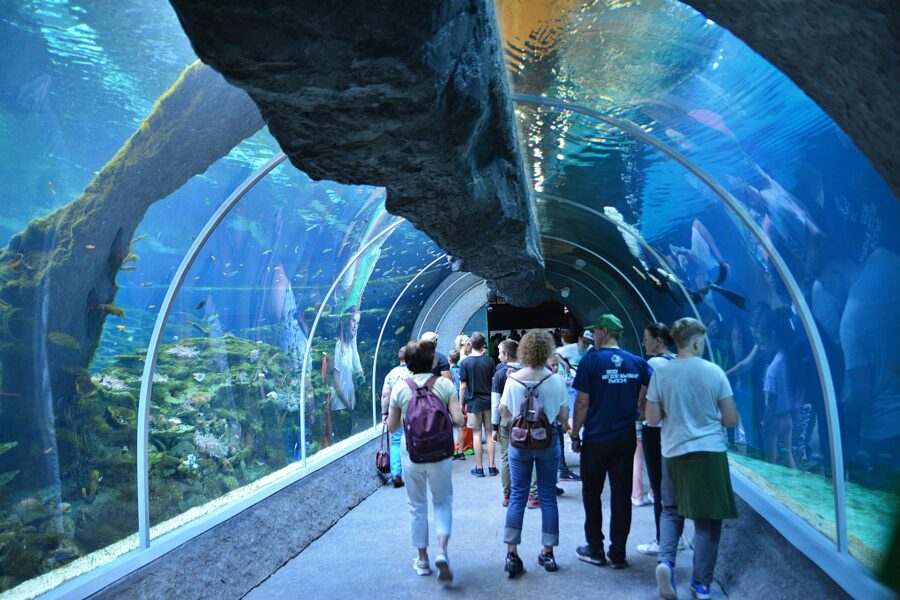 Wrażenie w łódzkim zoo robi także podwodny tunel.
