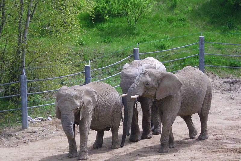 Poznańskie Zoo, jedno z największych ogrodów zoologicznych w Polsce, jest domem dla ponad 2 000 zwierząt reprezentujących prawie 140 gatunków, w tym unikatowego dla tego zoo stada słoni afrykańskich.