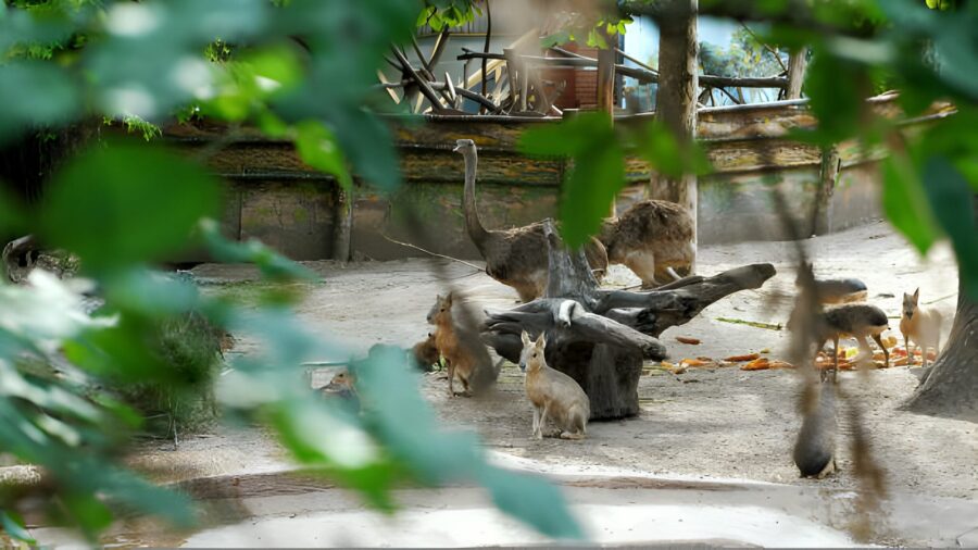 Niektóre zwierzęta w zoo w budapeszcie można zobaczyć na wspólnych wybiegach.